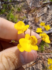 Hemimeris sabulosa (Hemimeris sabulosa)