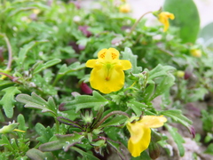 Hemimeris sabulosa (Hemimeris sabulosa)
