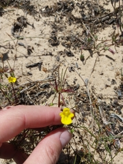 Hemimeris sabulosa (Hemimeris sabulosa)