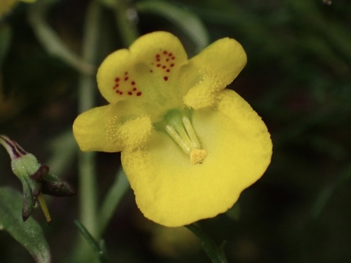 Hemimeris sabulosa (Hemimeris sabulosa)