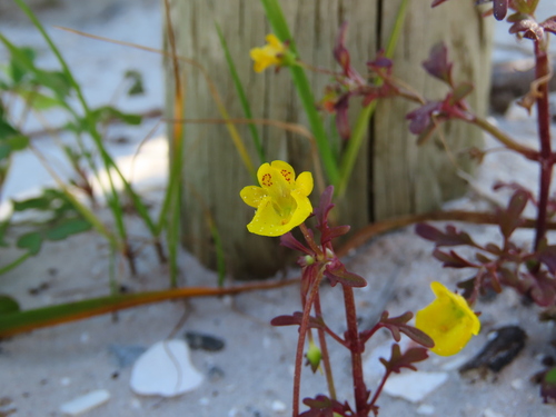 Hemimeris sabulosa (Hemimeris sabulosa)