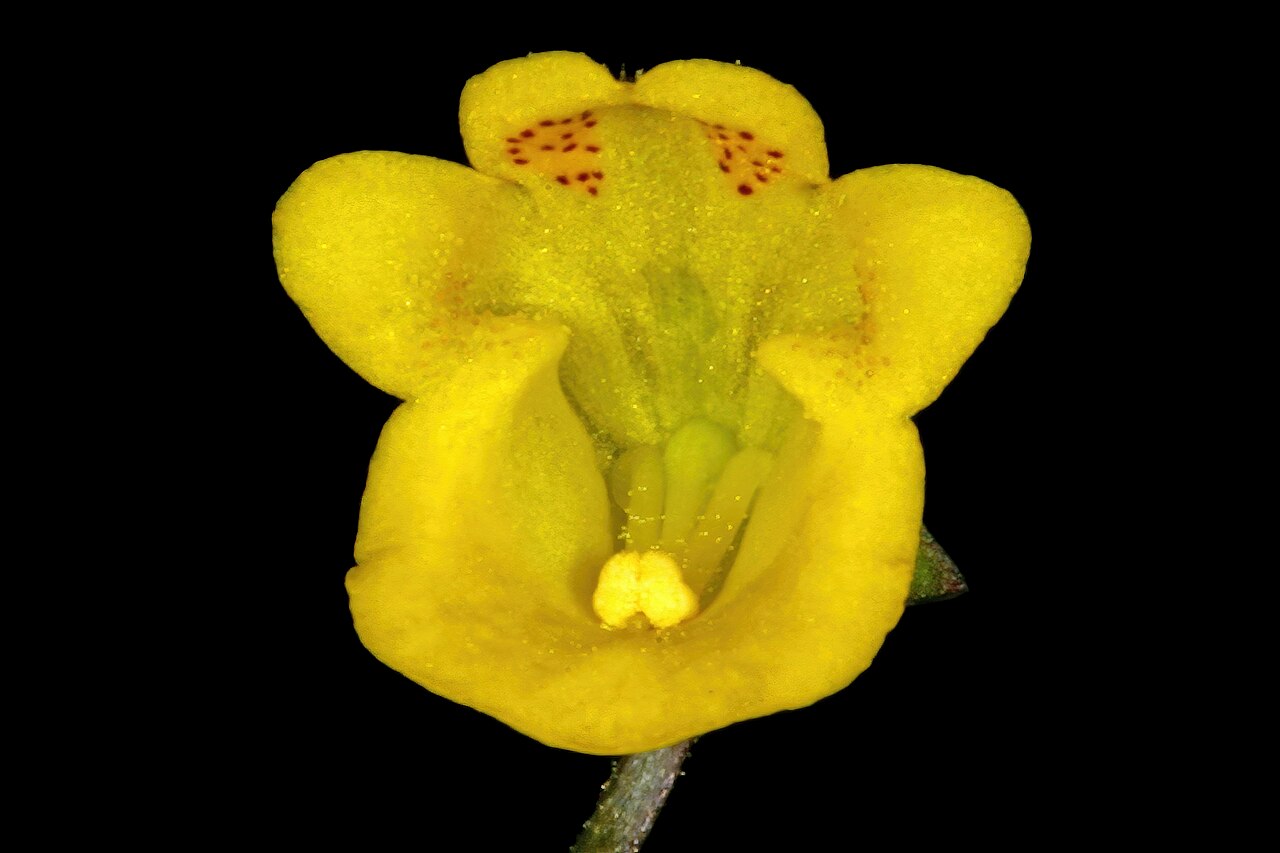 Hemimeris sabulosa: Hemimeris sabulosa , flower; Koeberg Nature Reserve, West Coast, Western Cape, South Africa