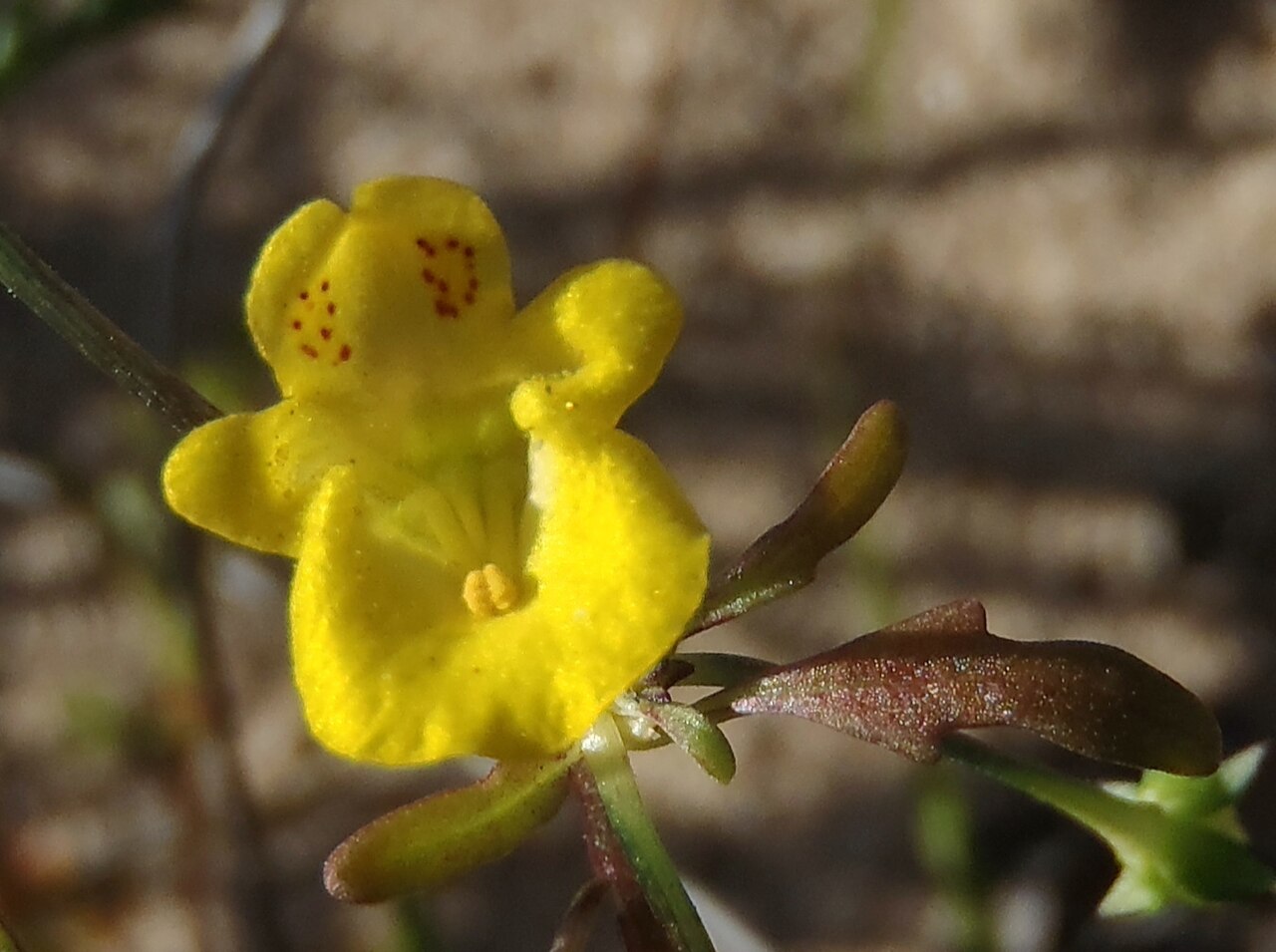 Hemimeris sabulosa: Great Monkey-face
