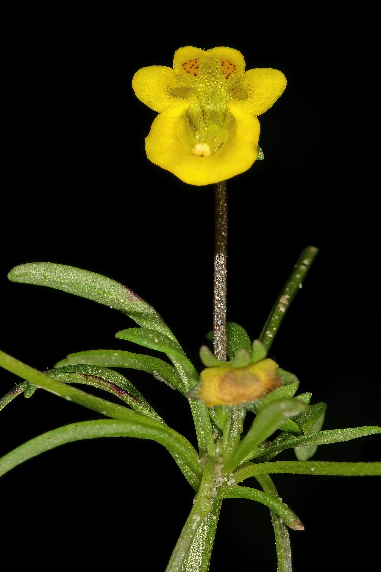 Hemimeris sabulosa: Hemimeris sabulosa , flower; Koeberg Nature Reserve, West Coast, Western Cape, South Africa