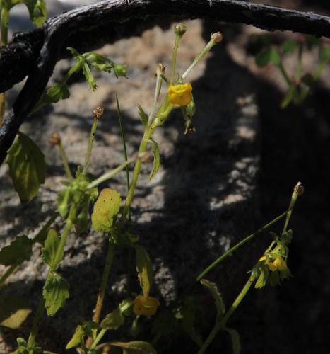 Hemimeris sabulosa (Hemimeris sabulosa)