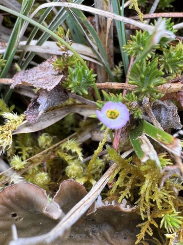 Hemiphragma heterophyllum (Hemiphragma heterophyllum)