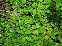 Hemiphragma heterophyllum (Hemiphragma heterophyllum)