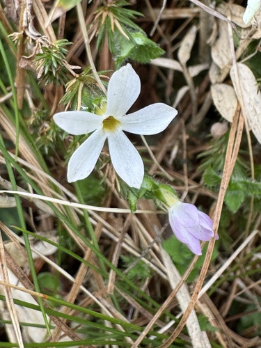 Hemiphragma heterophyllum (Hemiphragma heterophyllum)
