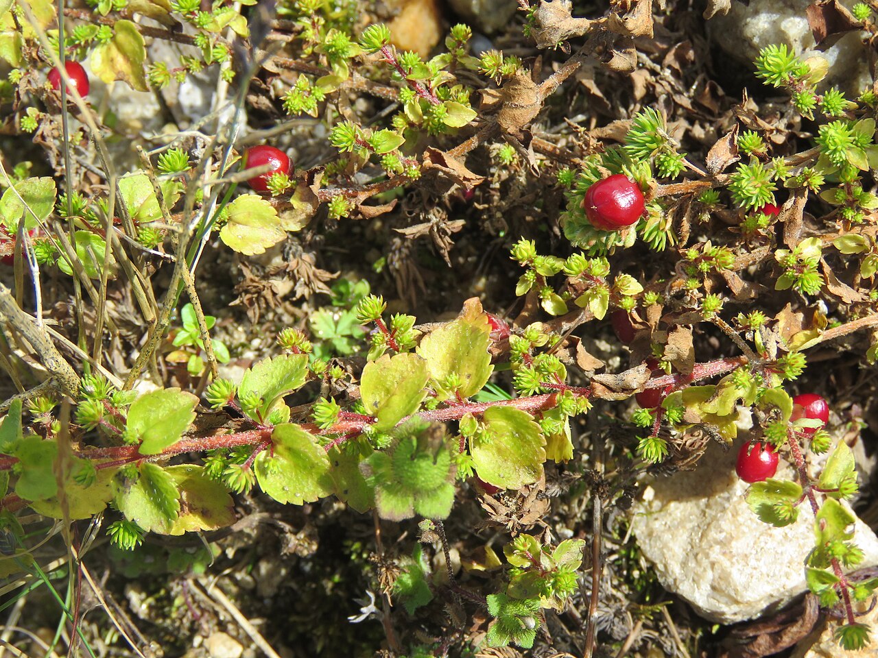 Hemiphragma heterophyllum: Photos from Bhutan and Siliguri during LGFC - Bhutan 2019