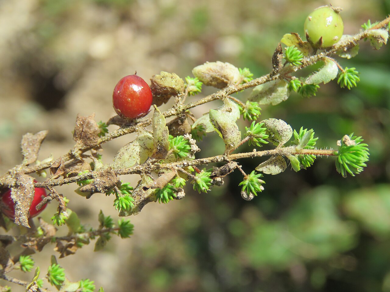Hemiphragma heterophyllum: Photos from Bhutan and Siliguri during LGFC - Bhutan 2019