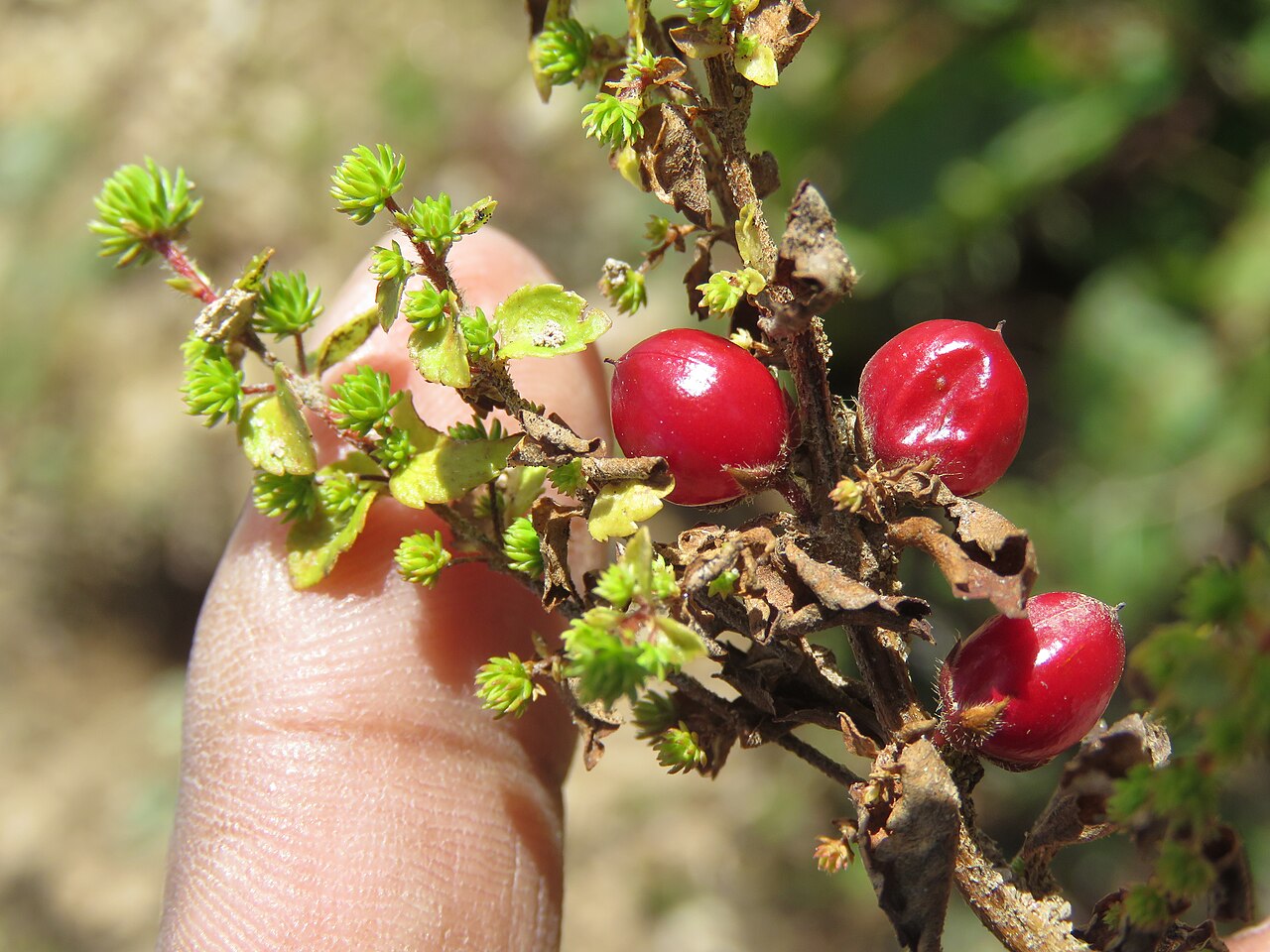 Hemiphragma heterophyllum: Photos from Bhutan and Siliguri during LGFC - Bhutan 2019