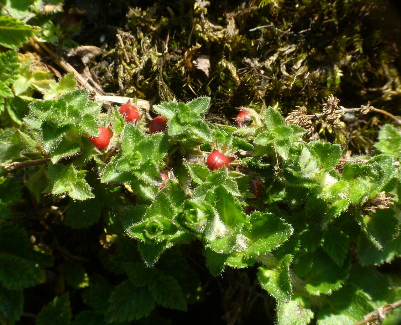 Hemiphragma heterophyllum: Hemiphragma heterophyllum , Munsiari, Uttarkhand