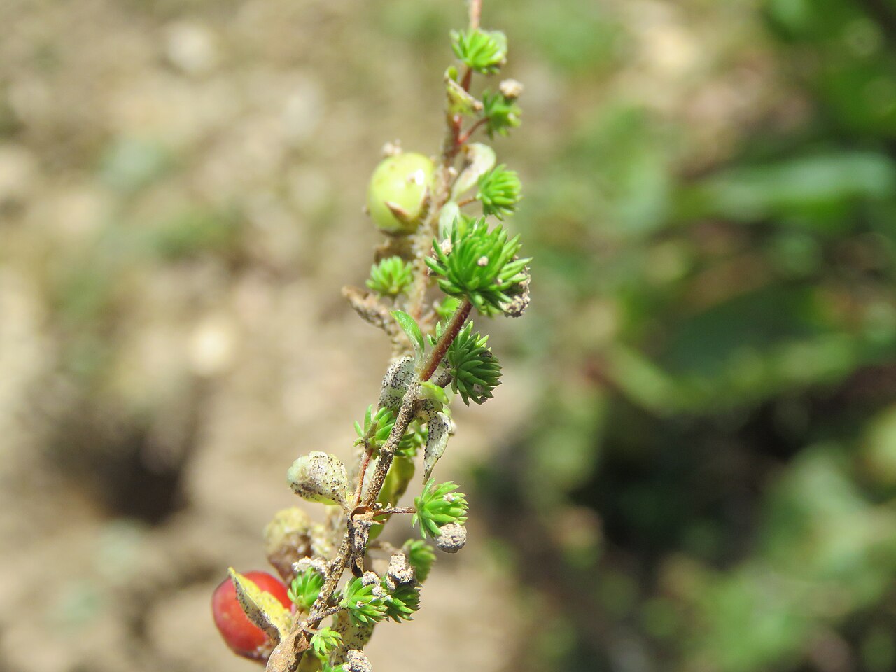 Hemiphragma heterophyllum: Photos from Bhutan and Siliguri during LGFC - Bhutan 2019