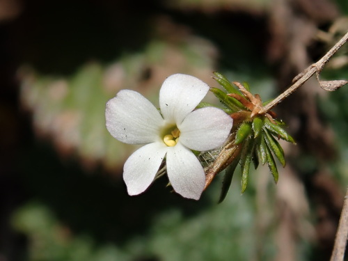 Hemiphragma heterophyllum (Hemiphragma heterophyllum)