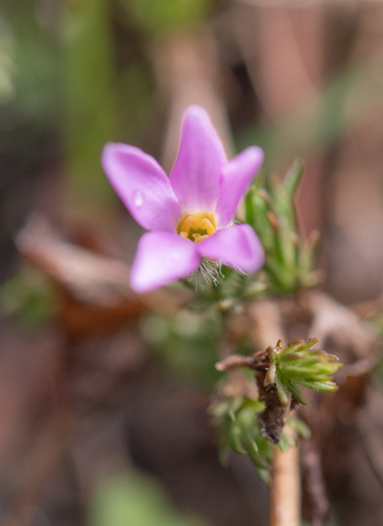 Hemiphragma heterophyllum (Hemiphragma heterophyllum)