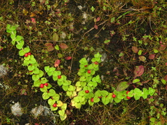 Hemiphragma heterophyllum (Hemiphragma heterophyllum)