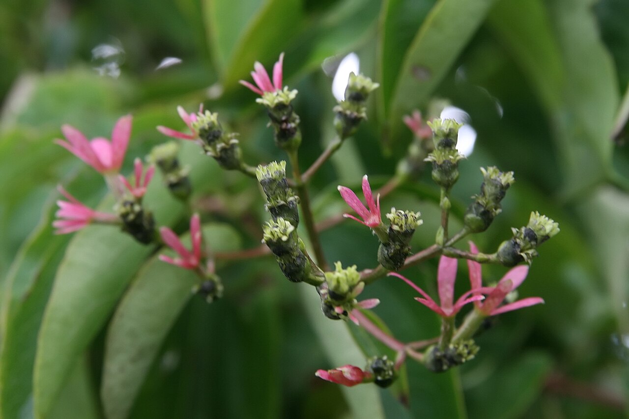 Seven-son flower: Location taken: North Carolina Arboretum, Asheville, NC. Names: Heptacodium micinoides , Seven Sons Tre Classification: Plantae > Dipsacales > Caprifoliaceae >