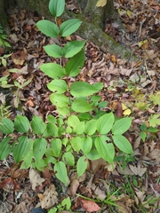 Seven-son flower (Heptacodium miconioides)