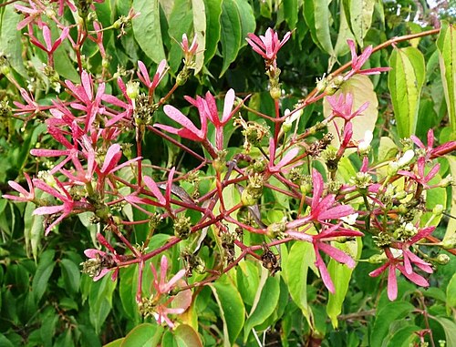 Seven-son flower: Fruchtstände von Heptacodium miconioides