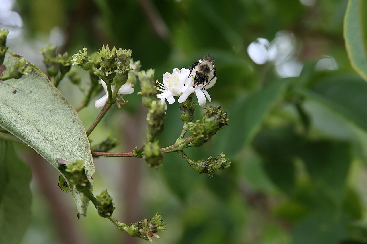 Seven-son flower: Location taken: North Carolina Arboretum, Asheville, NC. Names: Heptacodium micinoides , Seven Sons Tre Classification: Plantae > Dipsacales > Caprifoliaceae >