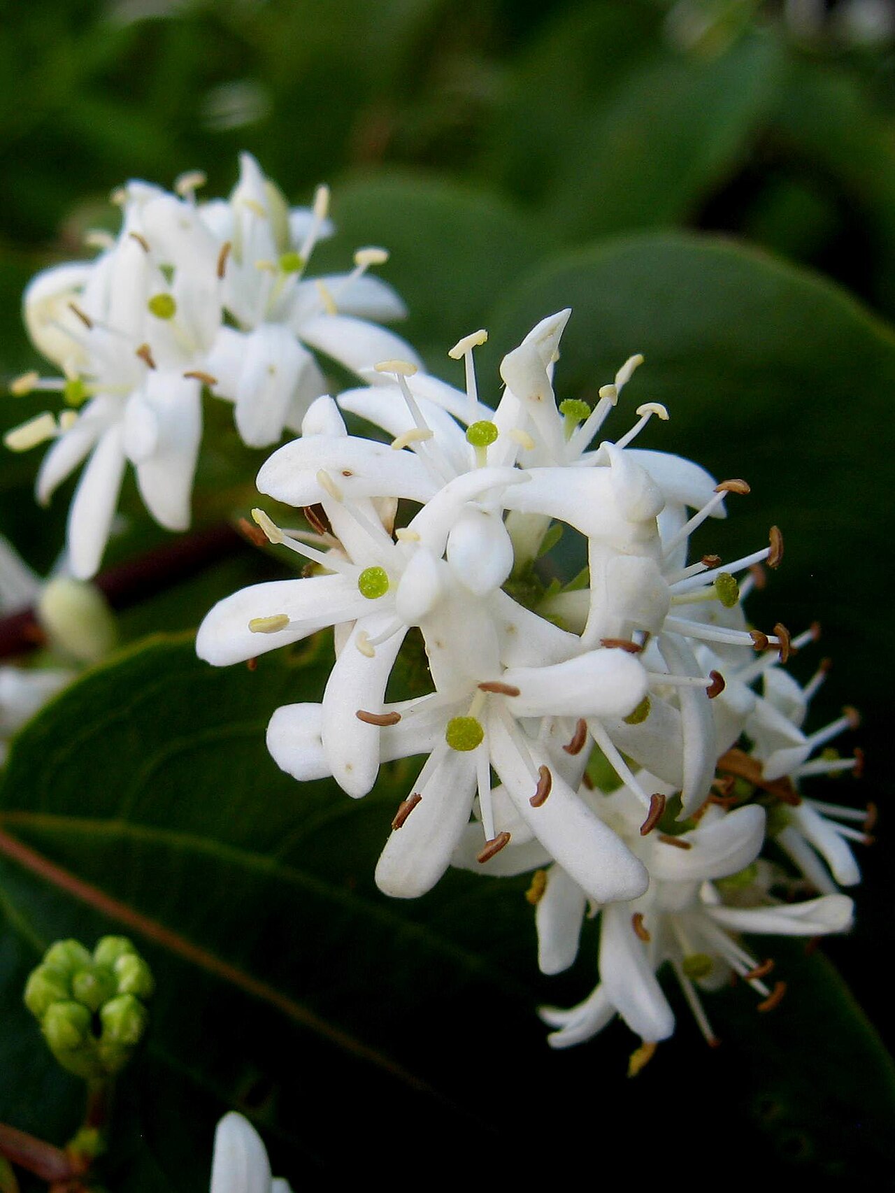Seven-son flower: Photo taken in author's garden at Portchester, UK, Sept. 2012