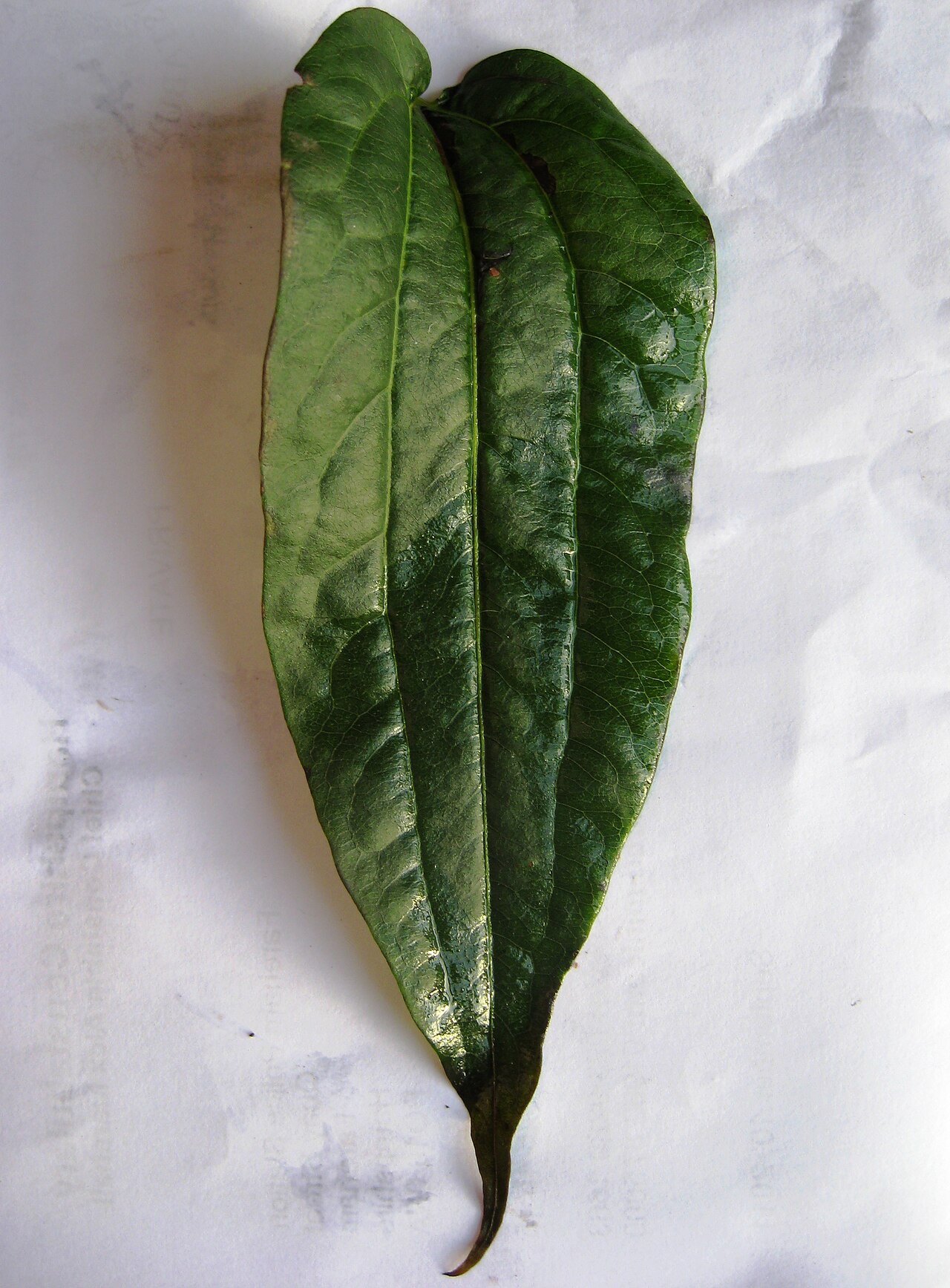 Seven-son flower: Photo of the leaf of Heptacodium miconioides