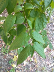 Seven-son flower (Heptacodium miconioides)
