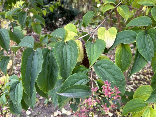 Seven-son flower (Heptacodium miconioides)