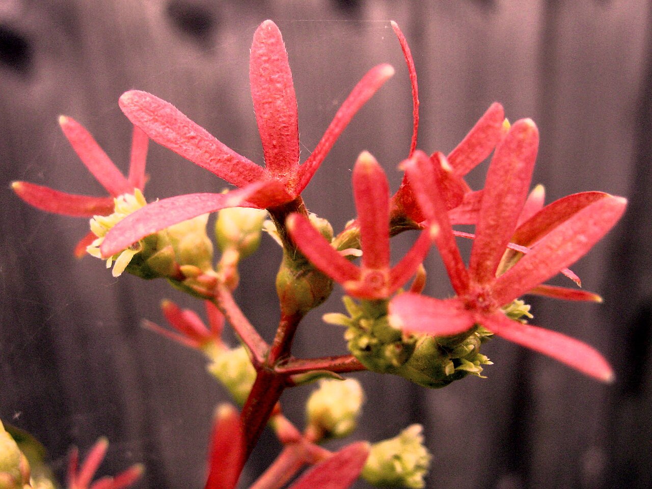 Seven-son flower: Photo of the calyces of Heptacodium miconiodes taken in England in late October