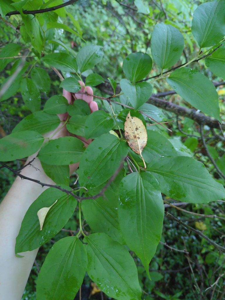 Seven-son flower (Heptacodium miconioides)