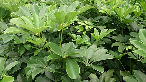 Umbrella plant: Schefflera arboricola. Common name: Dwarf Umbrella Tree