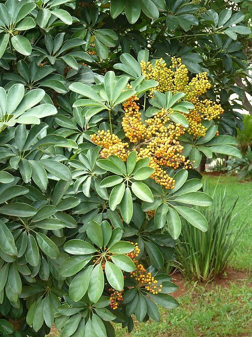 Umbrella plant: Fruit of Schefflera arboricola