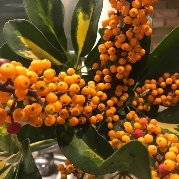 Umbrella plant (Heptapleurum arboricola)
