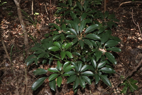 Umbrella plant (Heptapleurum arboricola)
