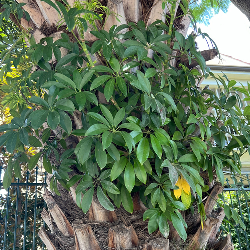Umbrella plant (Heptapleurum arboricola)