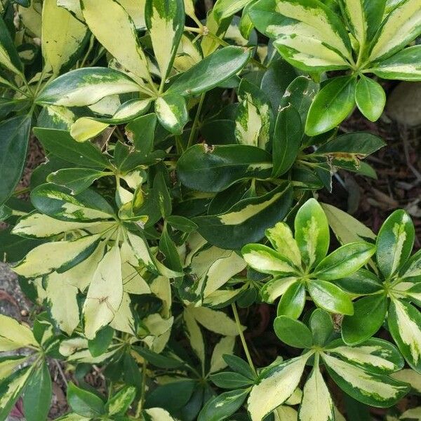 Umbrella plant (Heptapleurum arboricola)