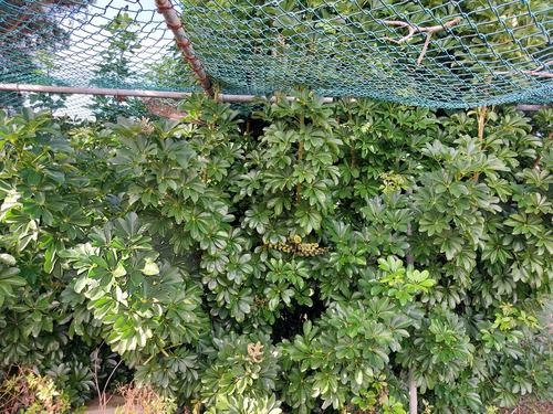 Umbrella plant (Heptapleurum arboricola)