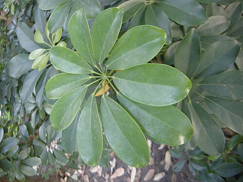 Umbrella plant: Leafs