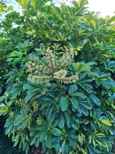 Umbrella plant (Heptapleurum arboricola)