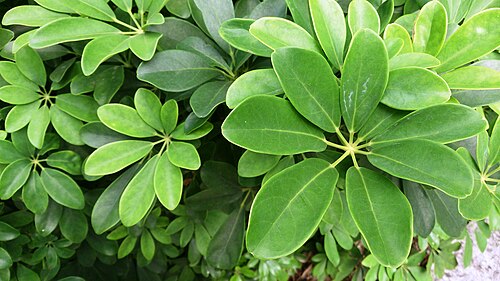 Umbrella plant: Schefflera arboricola. Common name: Dwarf Umbrella Tree