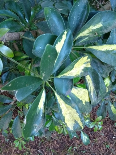 Umbrella plant (Heptapleurum arboricola)