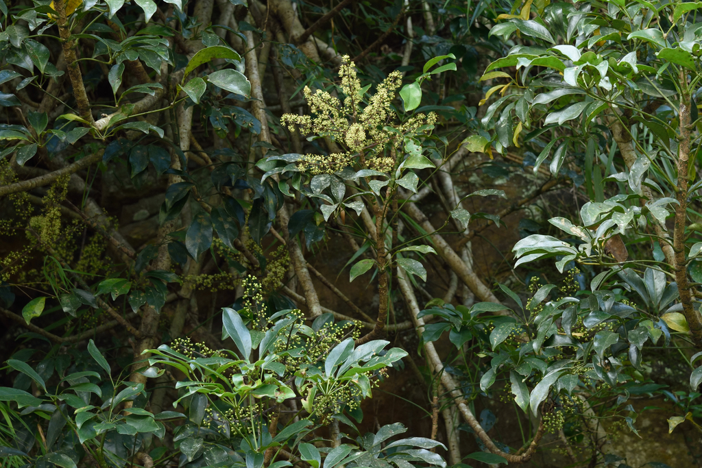 Umbrella plant (Heptapleurum arboricola)
