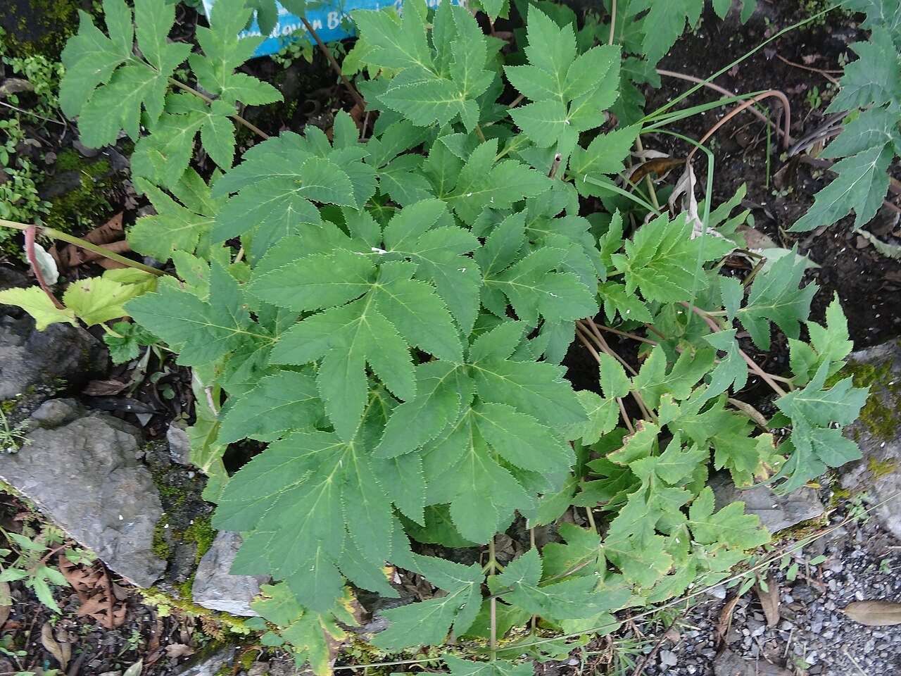 Heracleum candicans: Heracleum candicans . it is found in the altitude of 1900m to 3800m Picture take in Himalayan botanical gardens, Nainital.