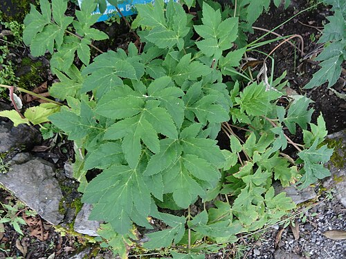 Heracleum candicans: Heracleum candicans . it is found in the altitude of 1900m to 3800m Picture take in Himalayan botanical gardens, Nainital.