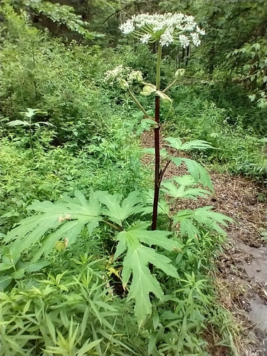 Giant hogweed (Heracleum mantegazzianum)