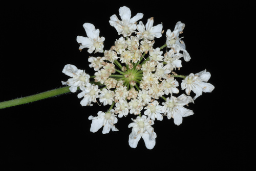 Giant hogweed (Heracleum mantegazzianum)