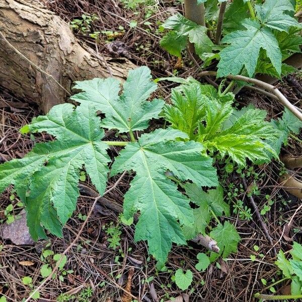 Giant hogweed (Heracleum mantegazzianum)