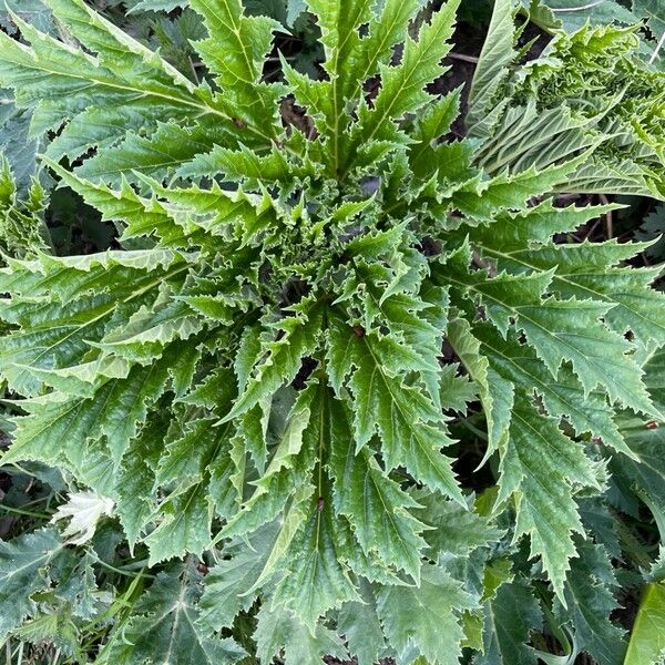Giant hogweed (Heracleum mantegazzianum)