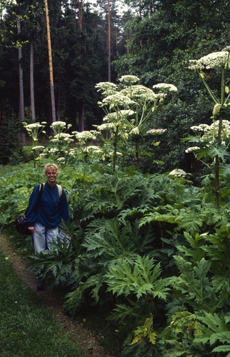 Giant hogweed (Heracleum mantegazzianum)