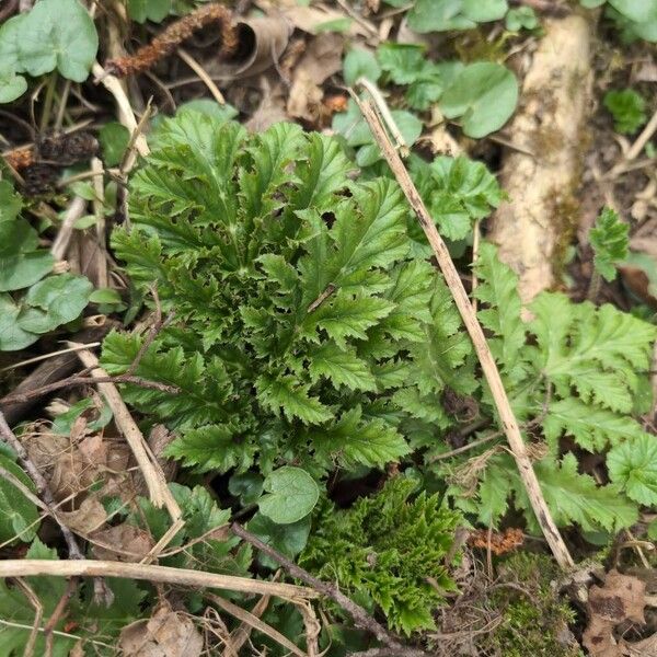 Giant hogweed (Heracleum mantegazzianum)